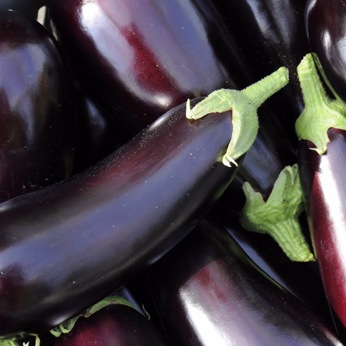 Aubergine - The Pantry by Kismet Cabana