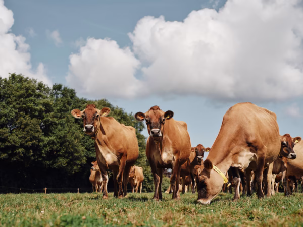 Jersey Dairy Cows
