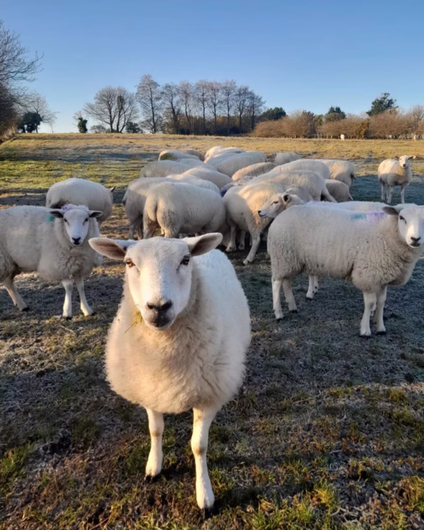 SHeep SHed Lambs