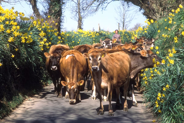Woodlands Farm Cows