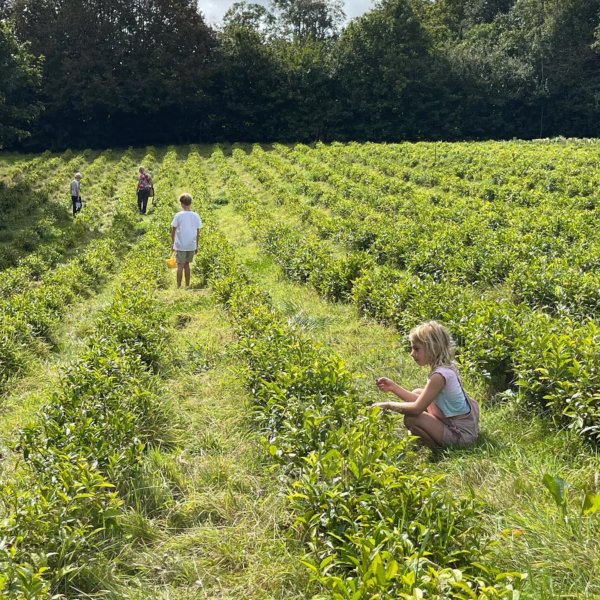 Jersey Fine Tea Co