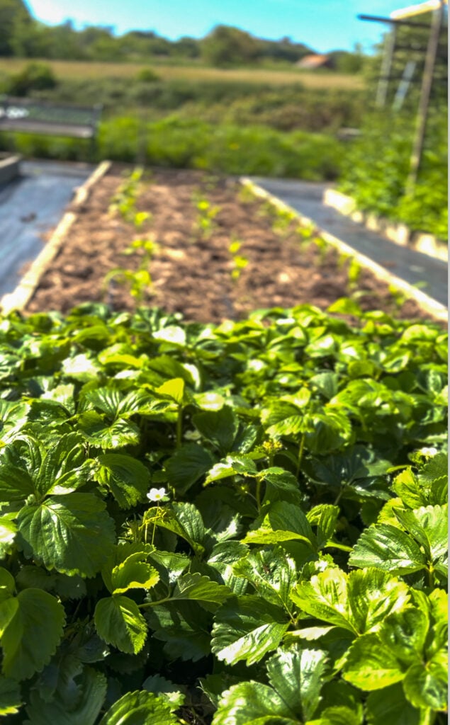 Growing strawberry plants in home garden