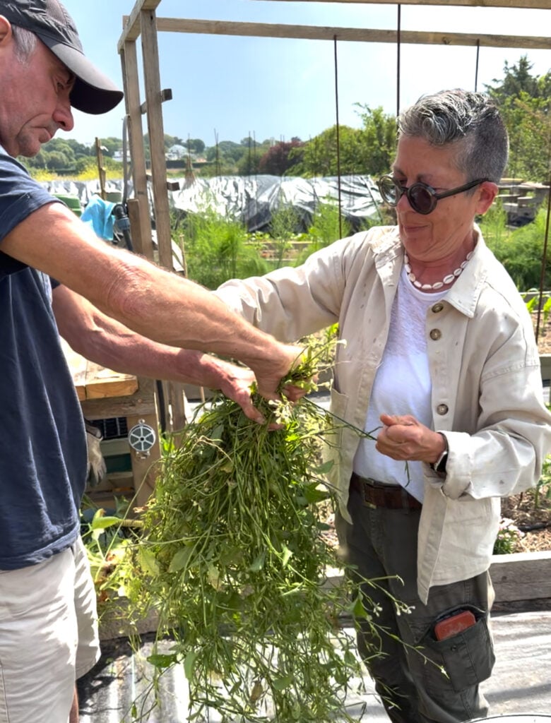 Two people gathering fresh garden herbs together.