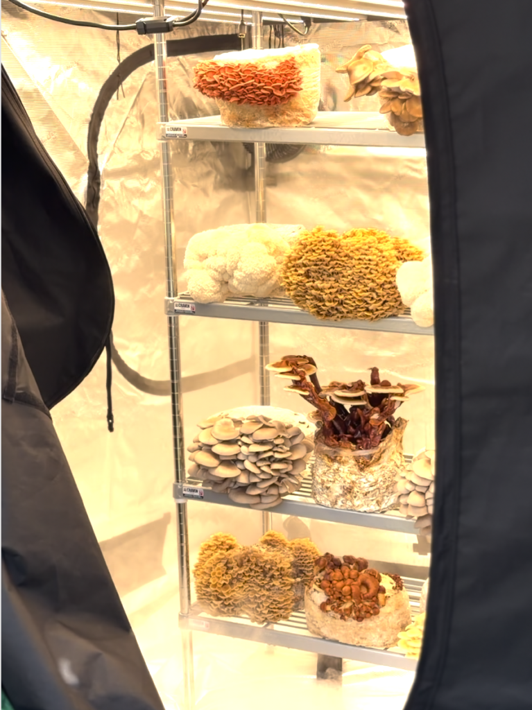 Indoor mushroom grow tent with assorted fungi